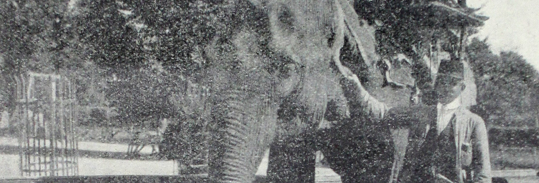 A photo from the Official Guide to the Zoo, VPRS 8850: Records of the Royal Melbourne Zoological Gardens and Related Organisations people riding on an elephant