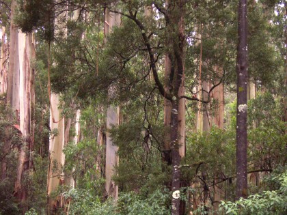 Pasture was to be created by clearing, but all ‘straight and sound’ timber was to remain untouched