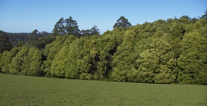 Blackwood regrowth along a gully, Dehnert’s Track February 2004