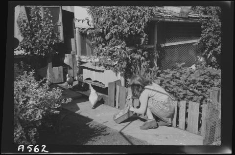 girl feeding chickens