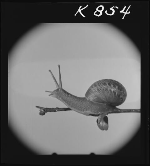 snail on a branch