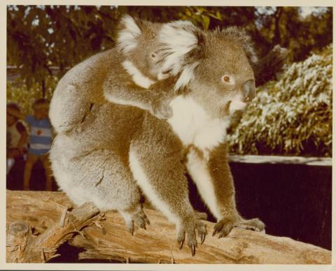 Animals and birds: showgrounds, circus, sanctuary, beach. VPRS 0835 P1, Unit2, item 10-77